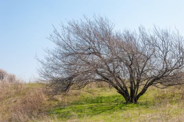 Kayısı bahar çiçekleri