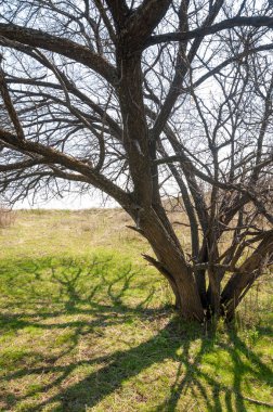 Kayısı bahar çiçekleri