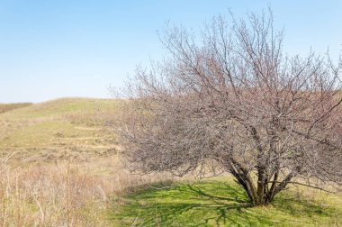 Kayısı bahar çiçekleri