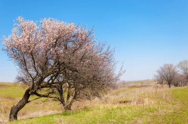 Kayısı bahar çiçekleri