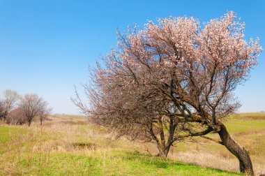 Kayısı bahar çiçekleri