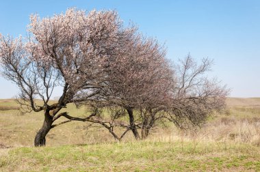 Kayısı bahar çiçekleri