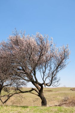 Kayısı bahar çiçekleri