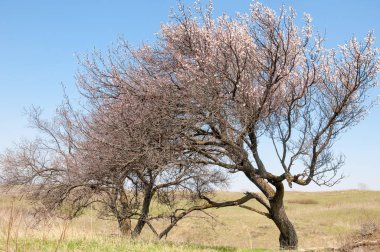 Kayısı bahar çiçekleri