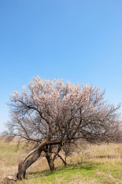 Kayısı bahar çiçekleri