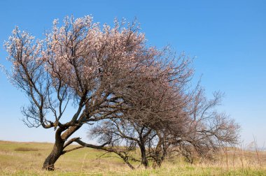 Kayısı bahar çiçekleri