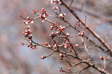 Kayısı bahar çiçekleri