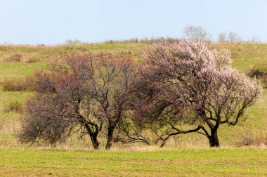 Kayısı bahar çiçekleri