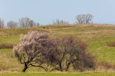 Kayısı bahar çiçekleri