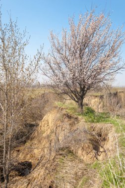 Kayısı bahar çiçekleri