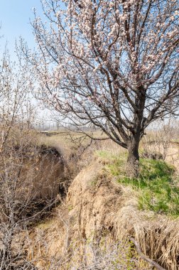 Kayısı bahar çiçekleri