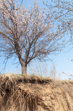 Kayısı bahar çiçekleri