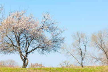 Ağaçların altında bahar gölgesi