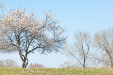Ağaçların altında bahar gölgesi