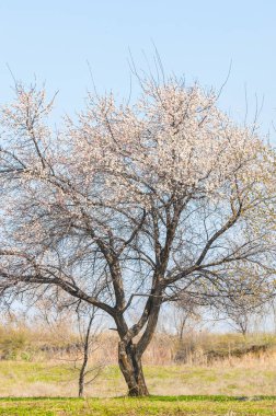 Ağaçların altında bahar gölgesi