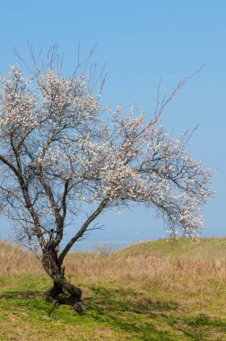 Kayısı bahar çiçekleri