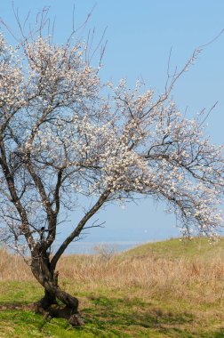 Kayısı bahar çiçekleri