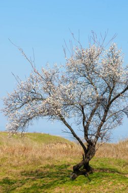 Kayısı bahar çiçekleri