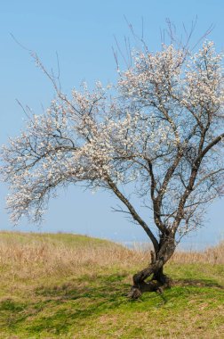 Kayısı bahar çiçekleri