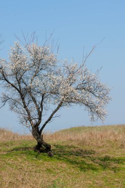 Kayısı bahar çiçekleri