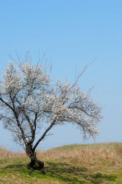 Kayısı bahar çiçekleri