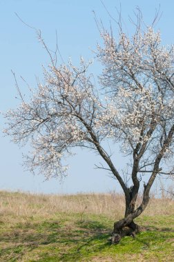 Kayısı bahar çiçekleri