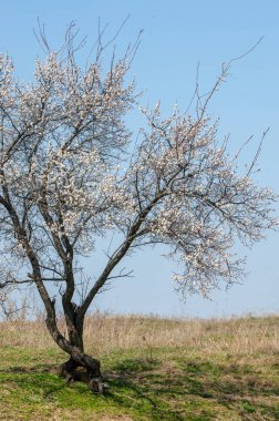 Kayısı bahar çiçekleri