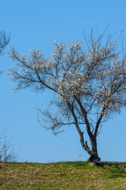 Kayısı bahar çiçekleri