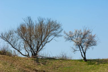 Kayısı bahar çiçekleri