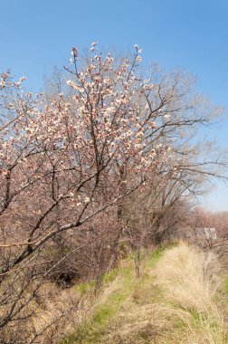 Kayısı bahar çiçekleri