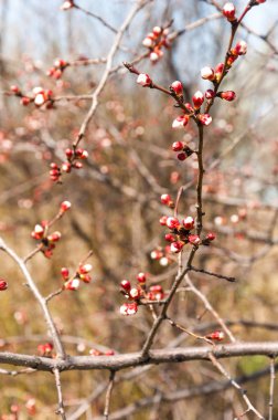 Kayısı bahar çiçekleri
