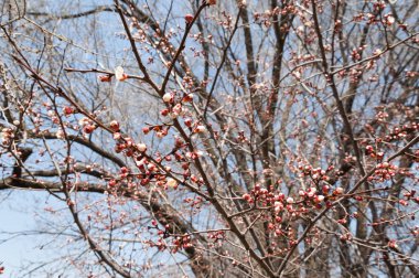 Kayısı bahar çiçekleri