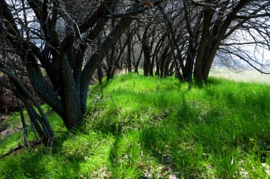 Ağaçların altında bahar gölgesi