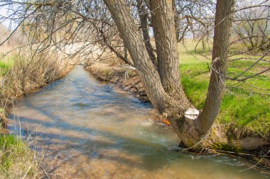 Karaağaç. Kayısı. Dere