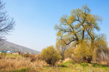 Tükürük kırılganlığı
