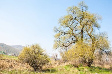 Tükürük kırılganlığı