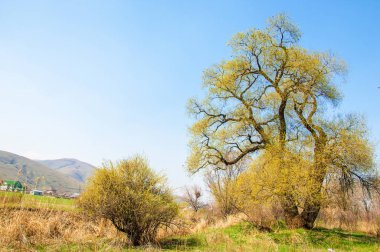 Tükürük kırılganlığı
