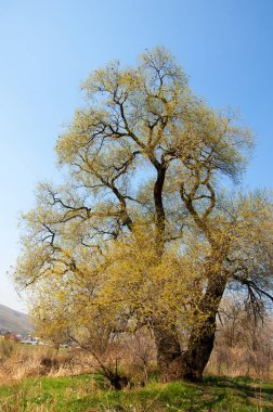 Tükürük kırılganlığı