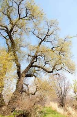 Tükürük kırılganlığı
