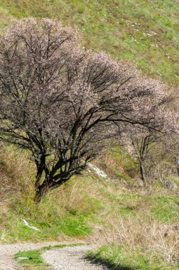 Kayısı çiçeği dağları