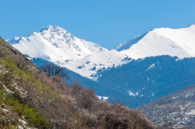 Kayısı çiçeği dağları