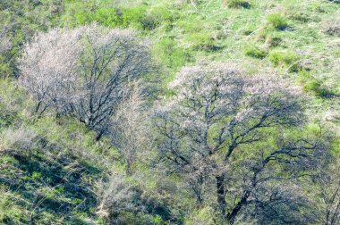 Kayısı çiçeği dağları