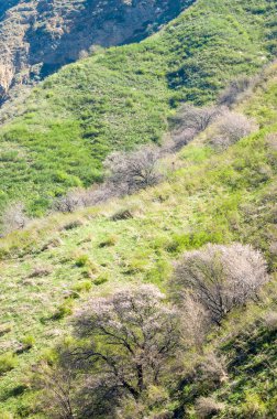 Kayısı çiçeği dağları