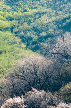 Kayısı çiçeği dağları