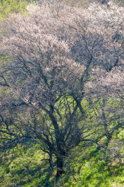 Kayısı çiçeği dağları