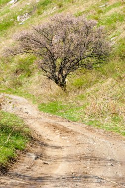 Kayısı çiçeği dağları