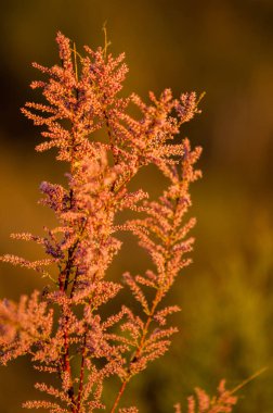 Bahar Kazakistan bozkırı