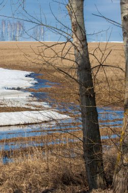 Erken bahar tahıl sakalı biçilmiş eski kar, w dereleri