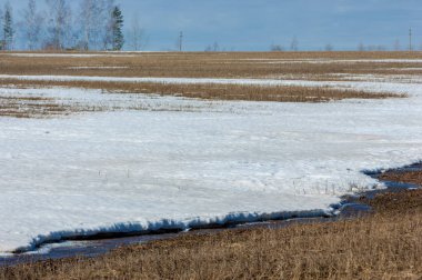 Erken bahar tahıl sakalı biçilmiş eski kar, w dereleri