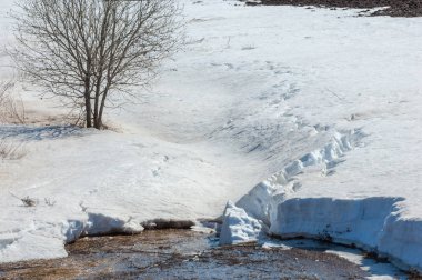 Baharın ilk günleri, geçen yılın karı, sular akar, yalnız bir ağaç.